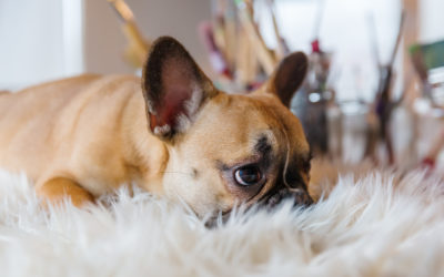 How To Remove Pet Odors From Carpet
